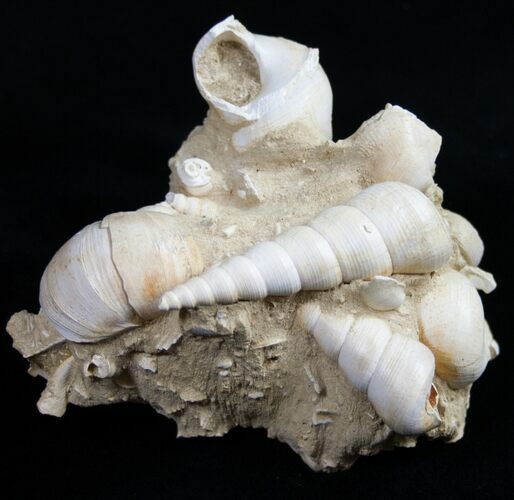 Beautiful Fossil Turritella Cluster - France #10323